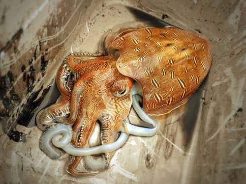 モンゴウイカの釣果