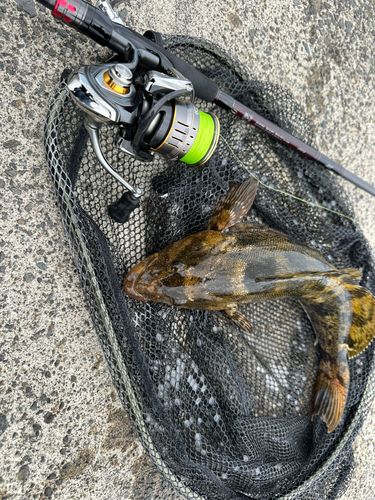 アブラコの釣果