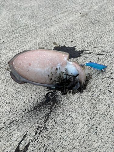コウイカの釣果