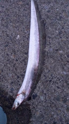 タチウオの釣果