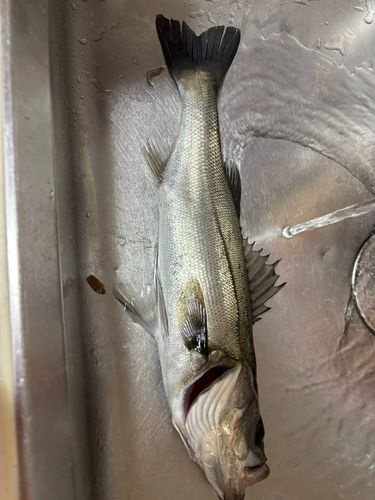 釣果