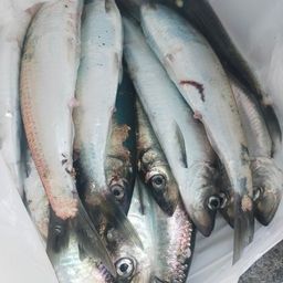 ニシン