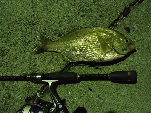 ウミタナゴの釣果