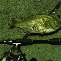 ウミタナゴ