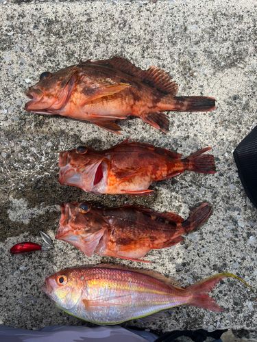 カサゴの釣果