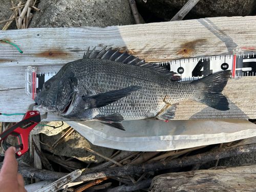 クロダイの釣果