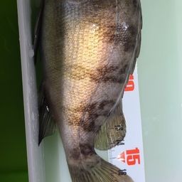 メバル