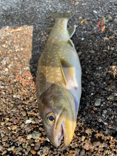 アメマスの釣果