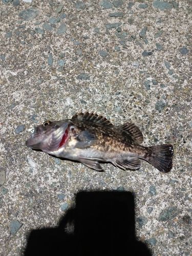 ソイの釣果
