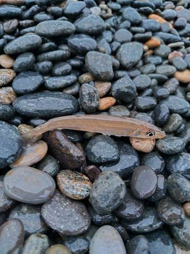キスの釣果