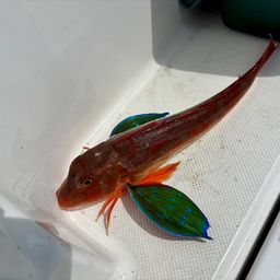 ホウボウ