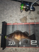 メバルの釣果