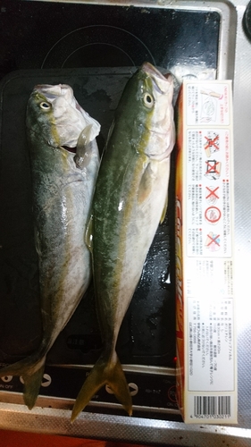 イナダの釣果