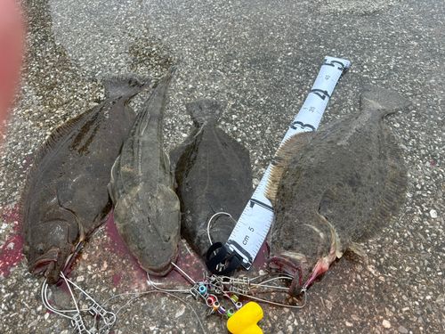ヒラメの釣果