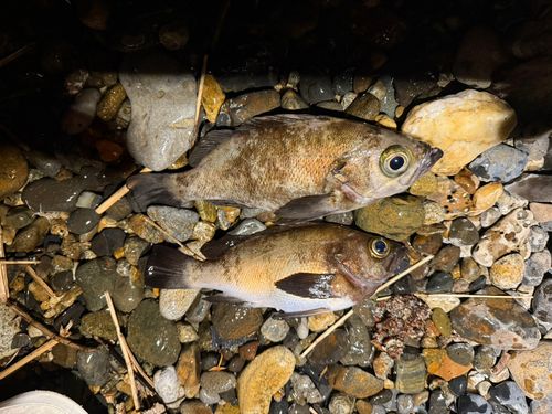 メバルの釣果