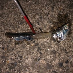 カタクチイワシ