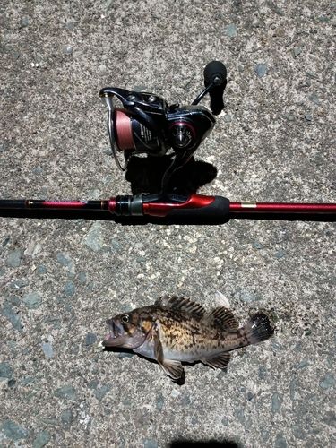 ソイの釣果