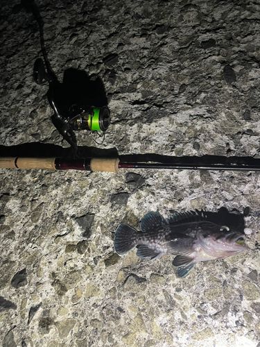 ソイの釣果