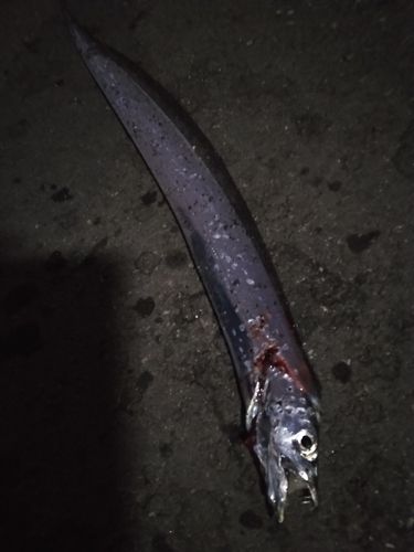 タチウオの釣果
