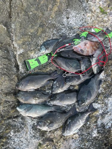 クチブトグレの釣果