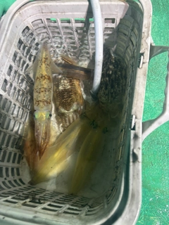 イカの釣果