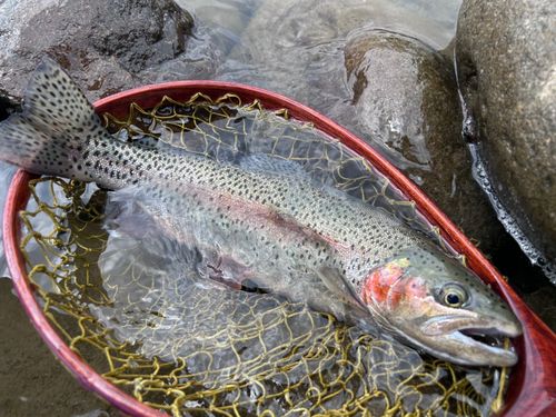 レインボートラウトの釣果