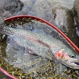 レインボートラウト