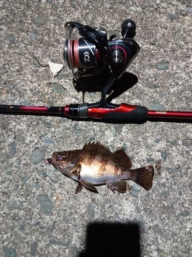 メバルの釣果