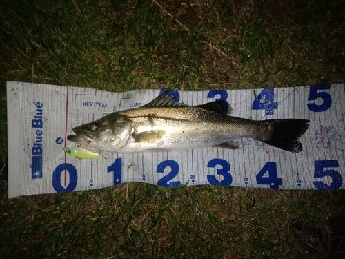 シーバスの釣果