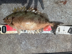 アイゴの釣果