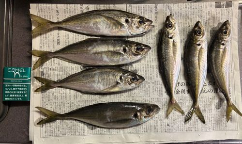 アジの釣果