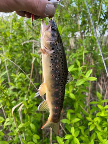 ブラウントラウトの釣果