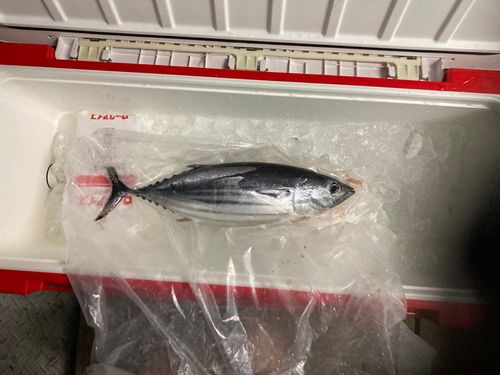 カツオの釣果