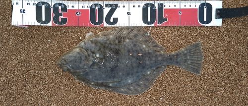 イシガレイの釣果