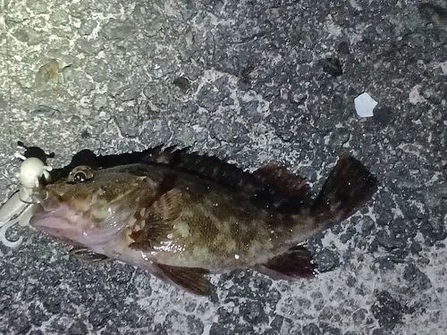 ガシラの釣果
