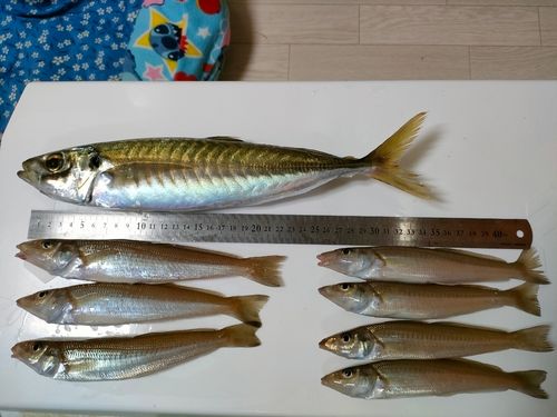 アジの釣果