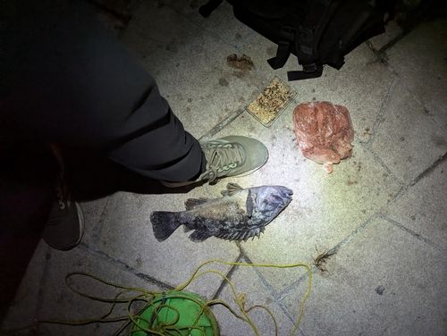 クロソイの釣果