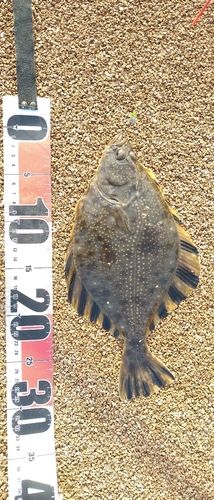 カワガレイの釣果