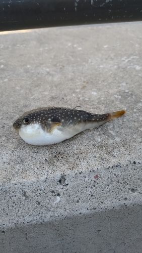 クサフグの釣果