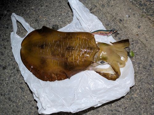 アオリイカの釣果