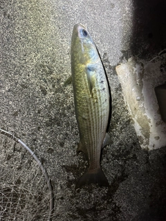 ボラの釣果