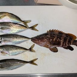 アジ