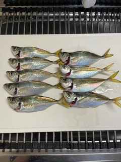 アジの釣果