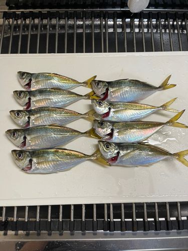 アジの釣果