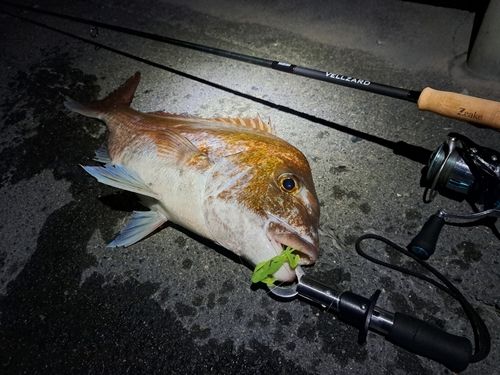 マダイの釣果