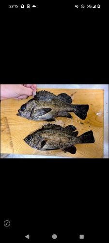 シロメバルの釣果