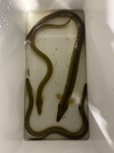 ウナギの釣果