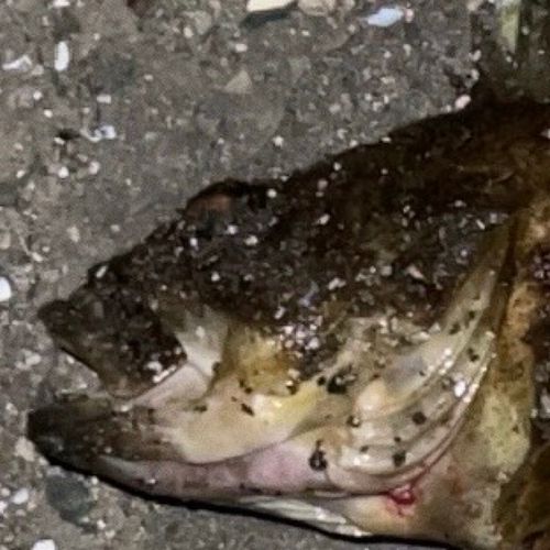 シマソイの釣果