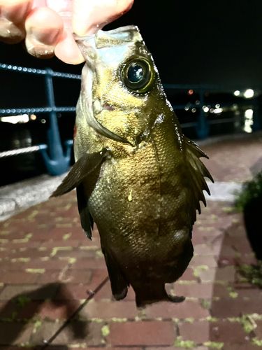 メバル