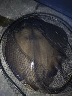 アカエイの釣果